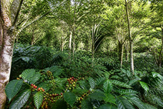 What Are the Benefits of Drinking Shade Grown Coffee?